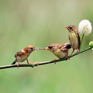 birdwatching-lukenya - 2.0