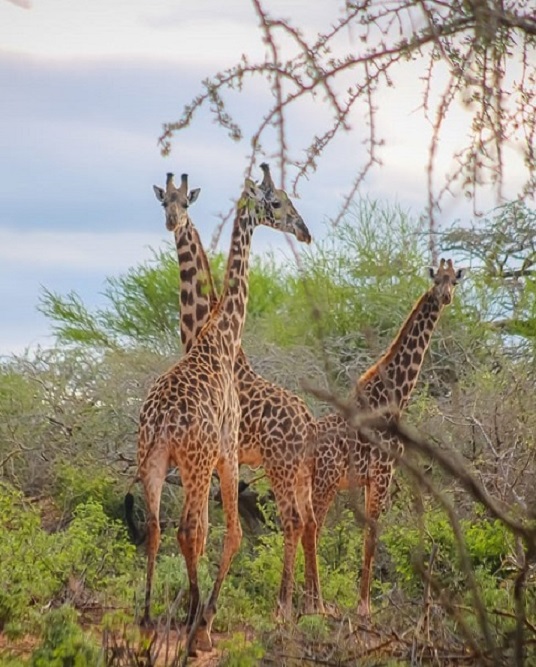 giraffe-conservation - kasigau-conservancy