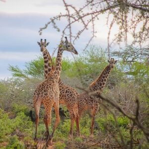 explore-kasigau-conservancy