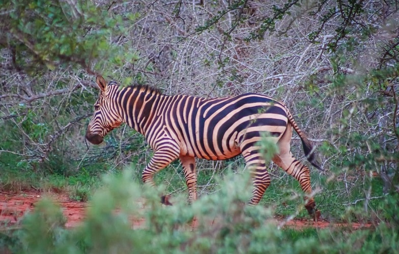 giraffe_conservation_kasigau_wildlife_conservancy